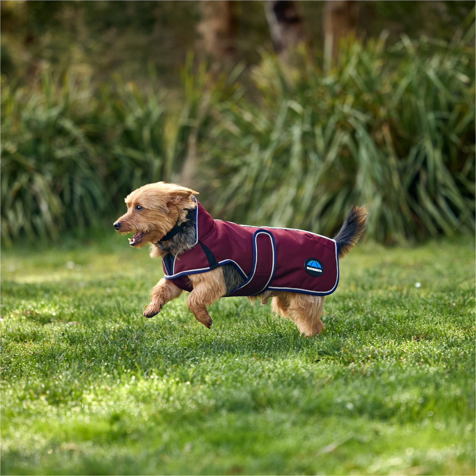 2025 Weatherbeeta Comfitec Premier Deluxe Waterproof Dog Coat 1028800 - Burgundy
